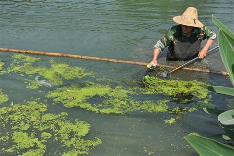 池塘養魚|池塘水域生態環境